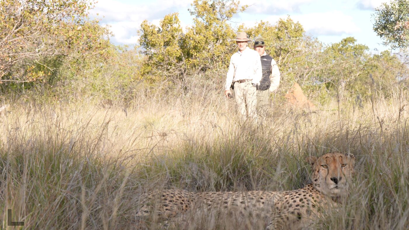 Cheetah being tracked across the savanna