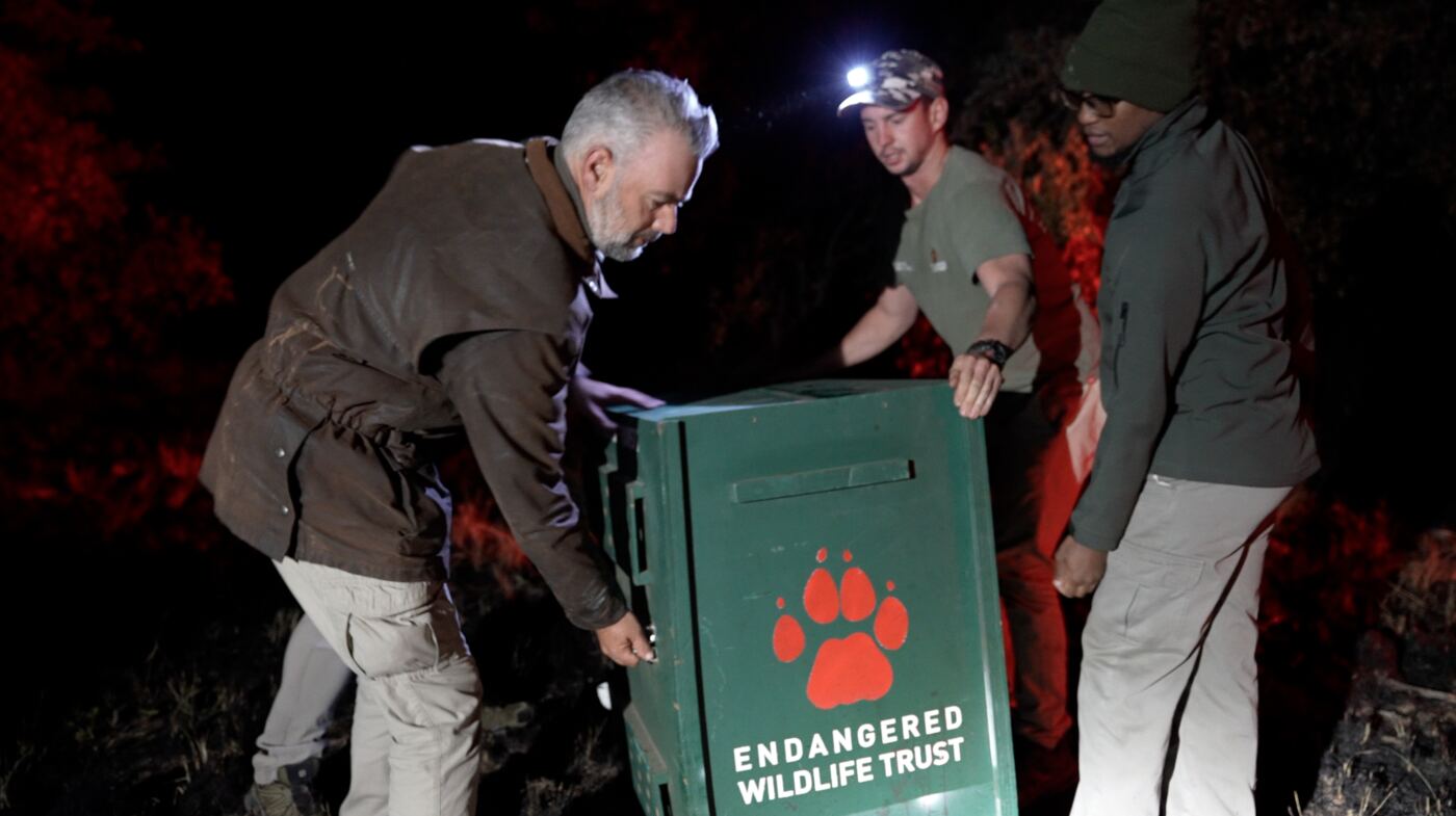 Endangered Wildlife Trust release crate at night